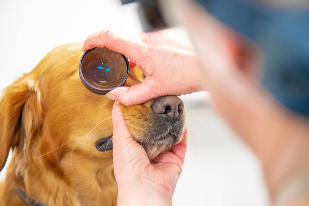 dogs eye being examined using a glass tool