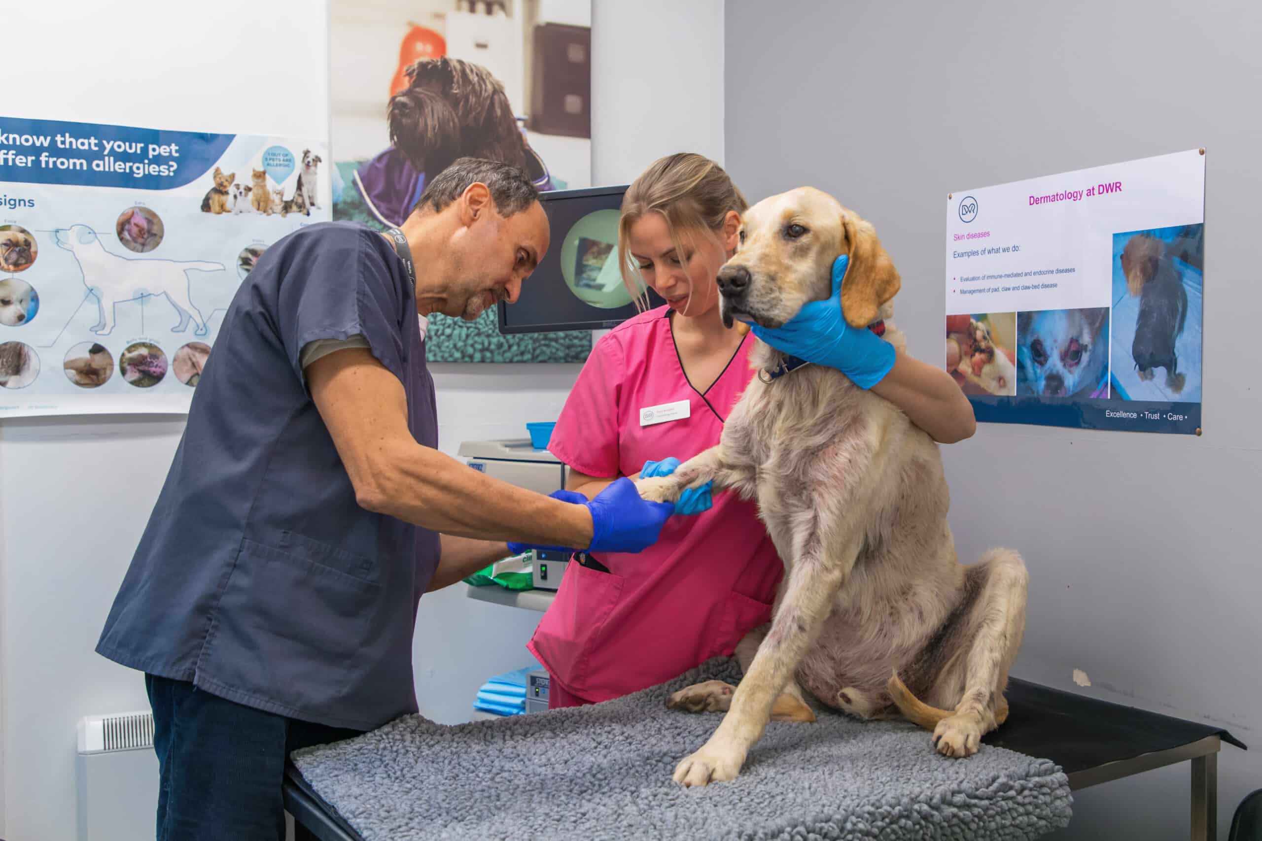 dog's paw being examined by a vet and nurse in a clinic setting