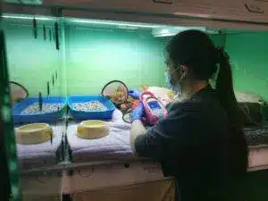 nurse treating a small animal in a cubicle