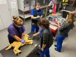 above view of a clinic room, veterinary nurses assessing a sleeping dog