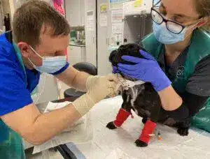 small black puppy being treated by 2 vets