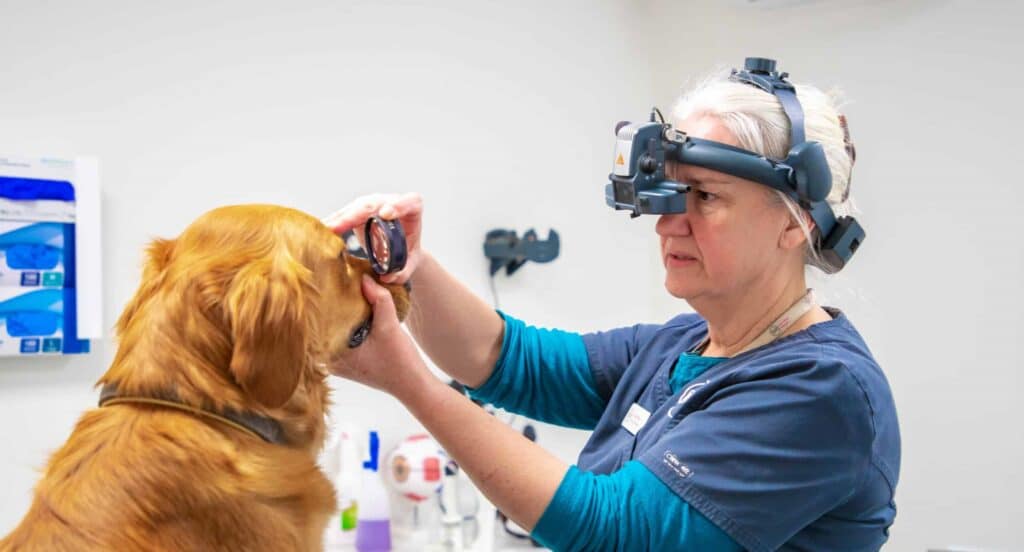 dogs eyes being exmained by vet