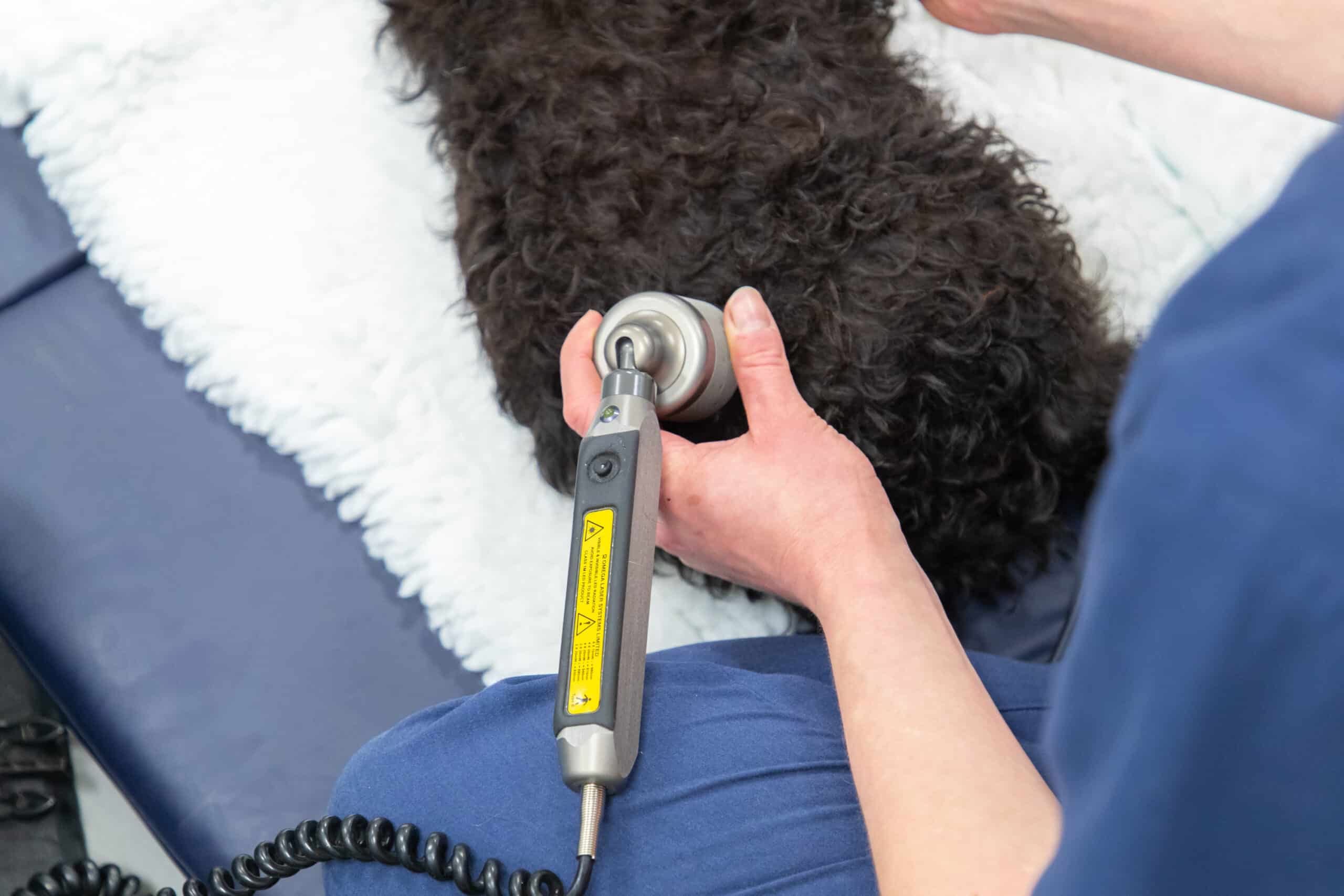 black fluffy dog being checked over using a handheld machine