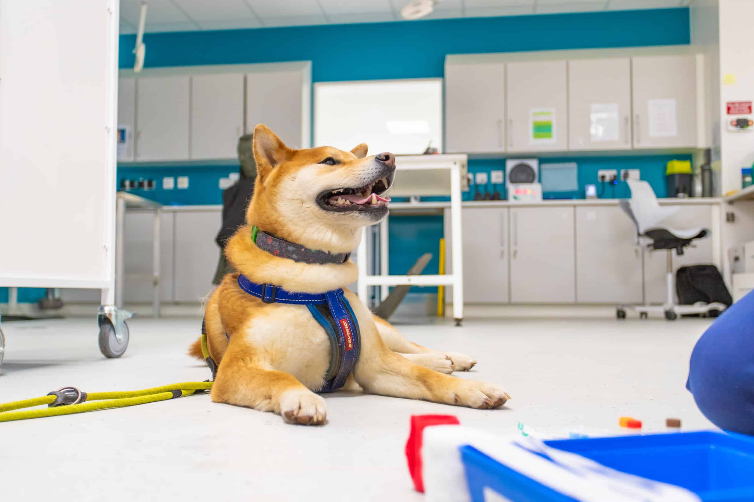 medium sized cream dog sitting on the floor in a clinic area