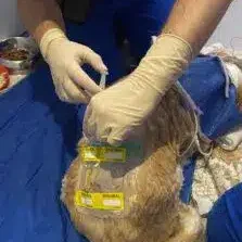 sleeping dog being injected